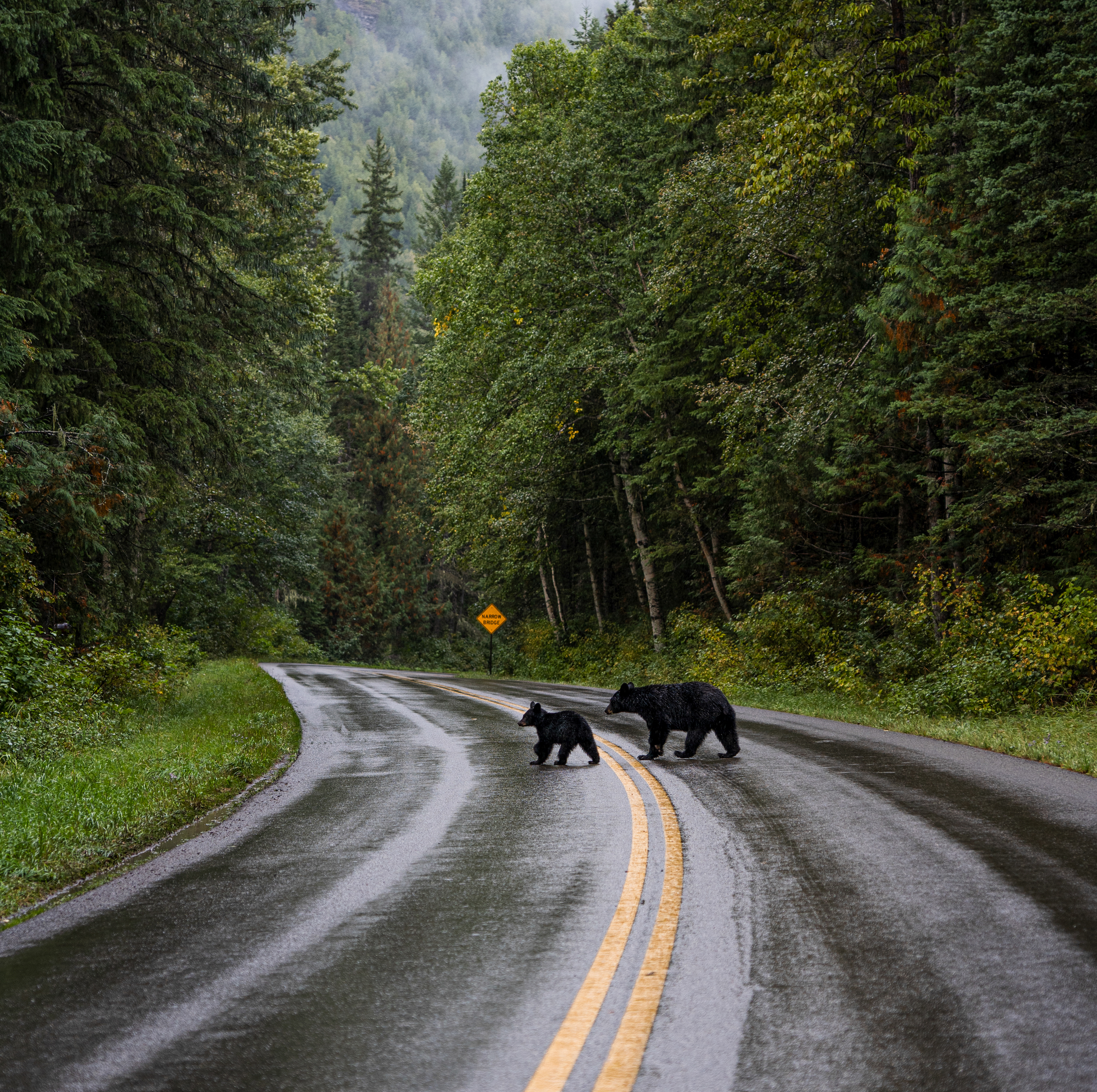 Black bear mother and cub cross Going-to-the-Sun Road in Glacier National Park